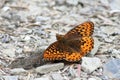 Hydaspe Fritillary - Speyeria hydaspe Royalty Free Stock Photo