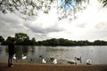 People feeding swans and geese in Hyde Park , London , England