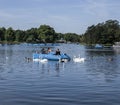 Hyde Park, the lake with swans and ducks. Royalty Free Stock Photo