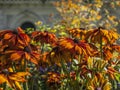 The Hyde Park, London - bright colorful flowers.