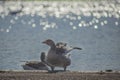 Hyde Park, London - ducks next to and on a shiny water.