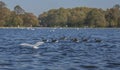Hyde Park, London - ducks and seagulls floating on blue waters.