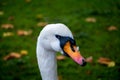 Hyde park, london, vulgar swan, also called mute or white swan. United Kingdom Royalty Free Stock Photo