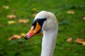 Hyde park, london, vulgar swan, also called mute or white swan. United Kingdom Royalty Free Stock Photo