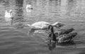 Hyde Park - swans and ducks in black and white. Royalty Free Stock Photo