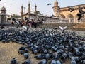 Pigeons in front of Mecca Masjid, a famous monument in Hyderabad, India.