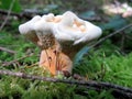 Hydnellum aurantiacum Mushroom Royalty Free Stock Photo