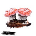 Hydnellum ferrugineum, mealy tooth or reddish brown corky spine mushroom closeup digital art illustration. Boletus has pinky white