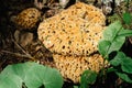 Hydnellum ferrugineum, rare wood mushroom, blood tooth Fungus, commonly known as the mealy tooth