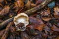 Hydnum repandum Bread stubble mushroom fungus in colourful autumn forest Royalty Free Stock Photo