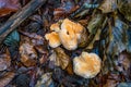 Hydnum repandum Bread stubble mushroom fungus in colourful autumn forest Royalty Free Stock Photo