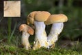 Hydnum repandum, commonly known as the sweet tooth, wood hedgehog or hedgehog mushroom Royalty Free Stock Photo