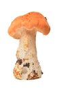 Hydnum repandum mushroom Royalty Free Stock Photo