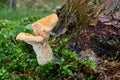 Hydnum repandum. Fungus in the natural environment Royalty Free Stock Photo