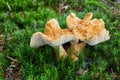 Hydnum repandum. Fungus in the natural environment Royalty Free Stock Photo