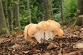 Hydnum repandum fungus Royalty Free Stock Photo