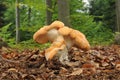 Hydnum repandum fungus Royalty Free Stock Photo