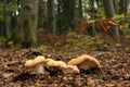 Hydnum repandum fungus Royalty Free Stock Photo