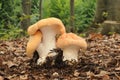 Hydnum repandum fungus Royalty Free Stock Photo