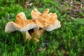 Hydnum repandum. Fungus in the natural environment Royalty Free Stock Photo