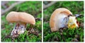 Hydnum repandum mushroom Royalty Free Stock Photo