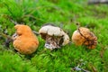 Hydnum repandum mushroom Royalty Free Stock Photo