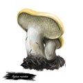 Hydnum repandum sweet tooth, wood hedgehog mushroom, basidiomycete fungus of family Hydnaceae isolated on white. Digital art Royalty Free Stock Photo