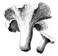 Hydnum Repandum vintage illustration