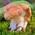Hydnum rufescens mushroom Royalty Free Stock Photo