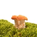 Hydnum rufescens mushroom Royalty Free Stock Photo
