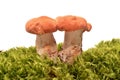 Hydnum rufescens mushroom Royalty Free Stock Photo