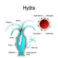 Hydra anatomy. Cnidaria. Vector illustration Royalty Free Stock Photo