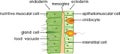 Hydra body wall structure. Educational material for lesson of zoology