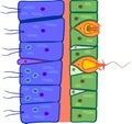Hydra body wall structure. Educational material for lesson of zoology