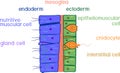 Hydra body wall structure. Educational material for lesson of zoology