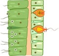 Hydra body wall structure. Educational material for lesson of zoology Royalty Free Stock Photo