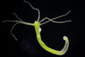 Hydra is a genus of small animals Royalty Free Stock Photo