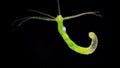 Hydra is a genus of small fresh-water animals