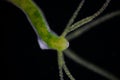 Hydra is a genus of small, fresh-water animals of the phylum Cni Royalty Free Stock Photo