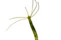 Hydra is a genus of small, fresh-water animals of the phylum Cni