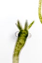 Hydra under the microscope for education. Royalty Free Stock Photo
