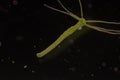 Hydra under the microscope for education. Royalty Free Stock Photo