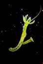 Hydra is a genus of small, fresh-water animals of the phylum Cnidaria and class Hydrozoa under the microscope. Royalty Free Stock Photo