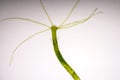 Hydra is a genus of small under microscope view Royalty Free Stock Photo