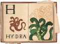 Hydra