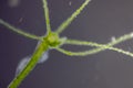 Hydra under the microscope for education. Royalty Free Stock Photo