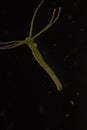 Hydra under the microscope for education. Royalty Free Stock Photo