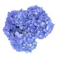 Blue Hydrangea