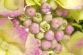 Hydrangea Royalty Free Stock Photo