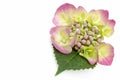Hydrangea Royalty Free Stock Photo